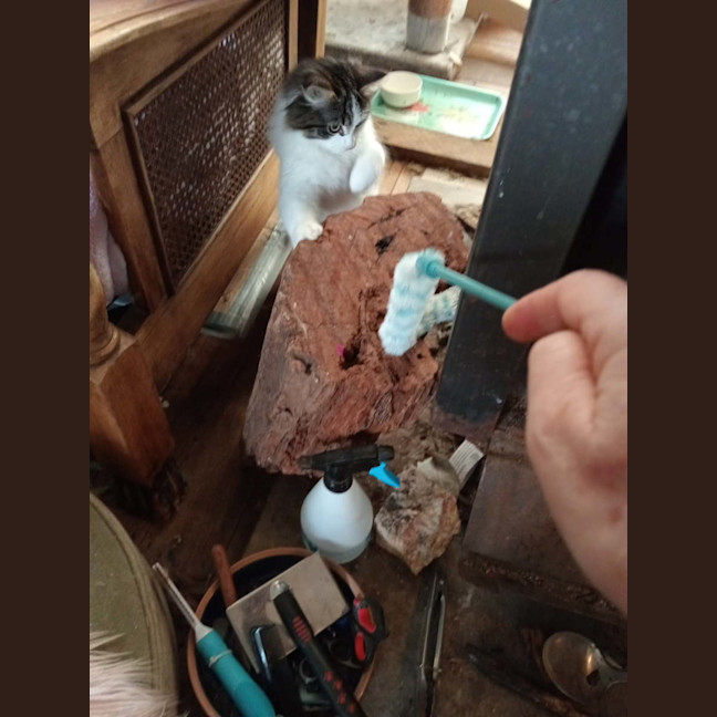 Photo of Stormy Von Bunny Bum 