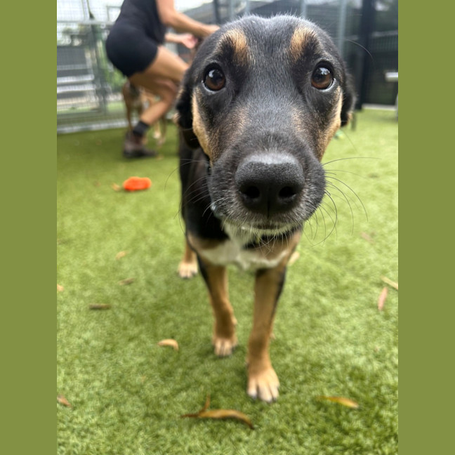 Photo of D1118 Kimba