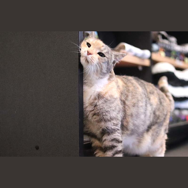 Photo of Amber