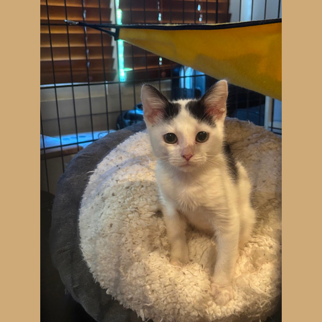 Photo of Jester