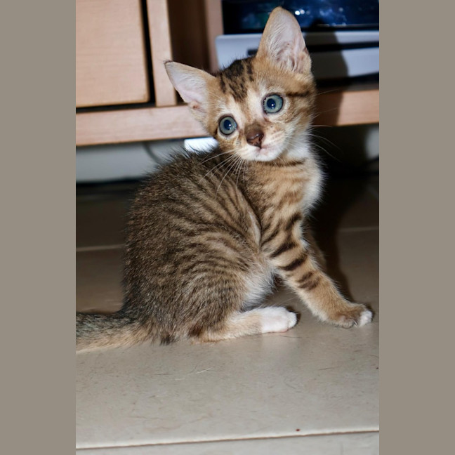 Photo of Fudge