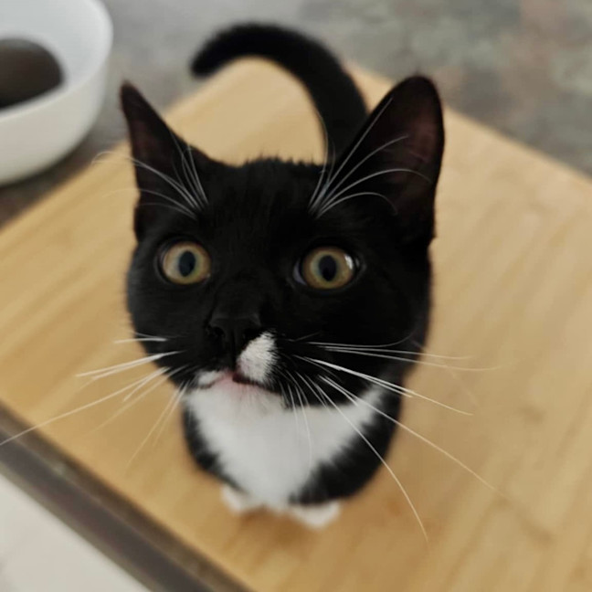 Photo of Oreo