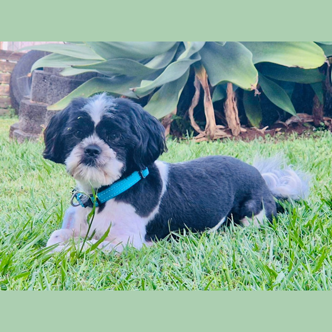 Photo of Hairy Mac Clary 