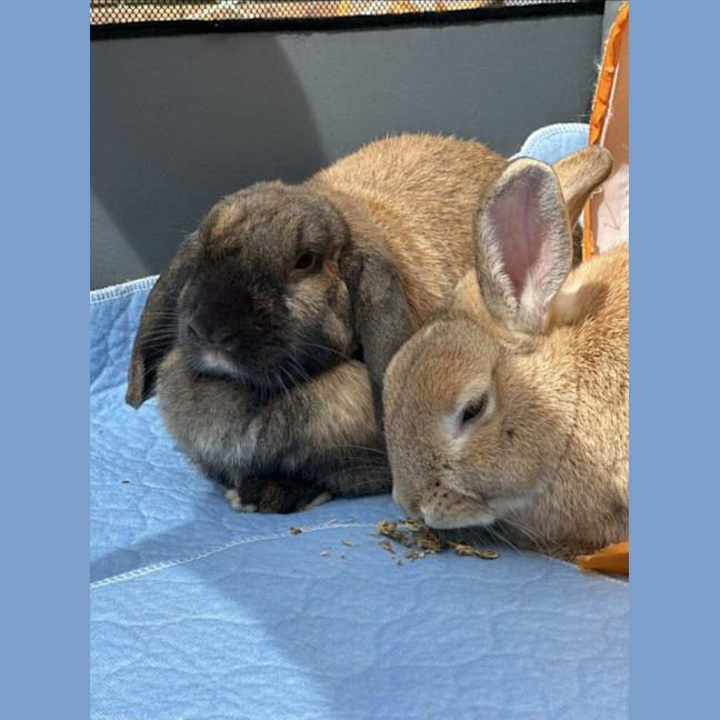 Photo of Stella & Thumper