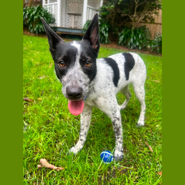 Photo of Missy   1 Year Old Cattle Dog X