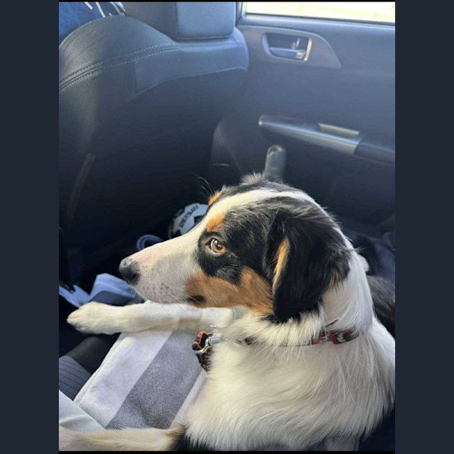 Photo of Homer