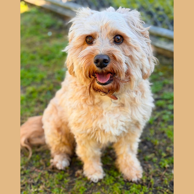 Photo of Bailey