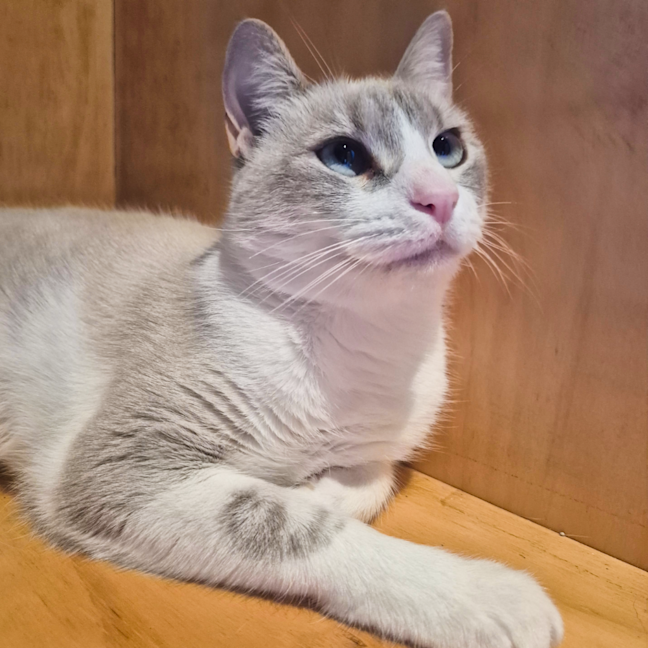 Photo of Coco