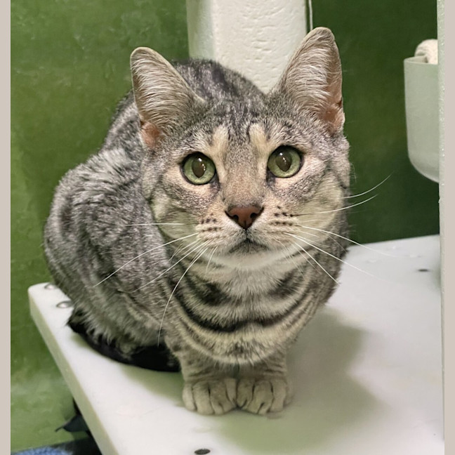 Photo of Sesame