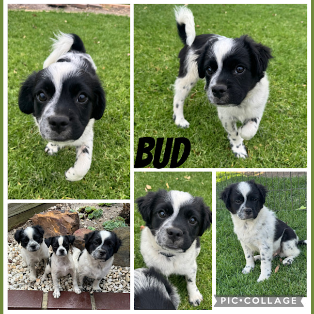 Photo of Bud & Lily 