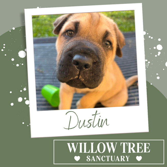 Photo of Dustin