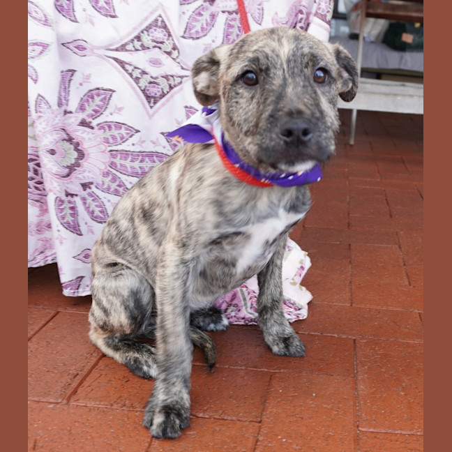 Photo of Tilly