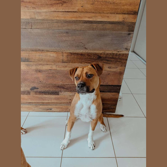 Photo of Brutus *$350 Adoption Fee* 