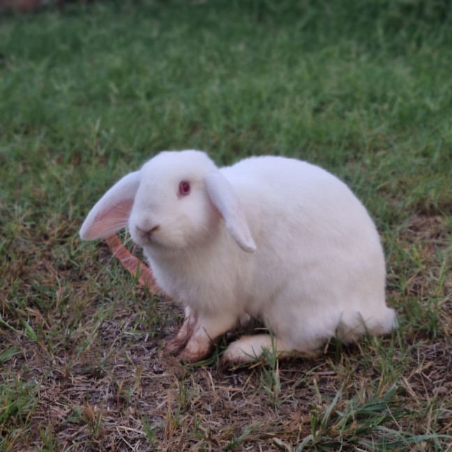Photo of Pearl