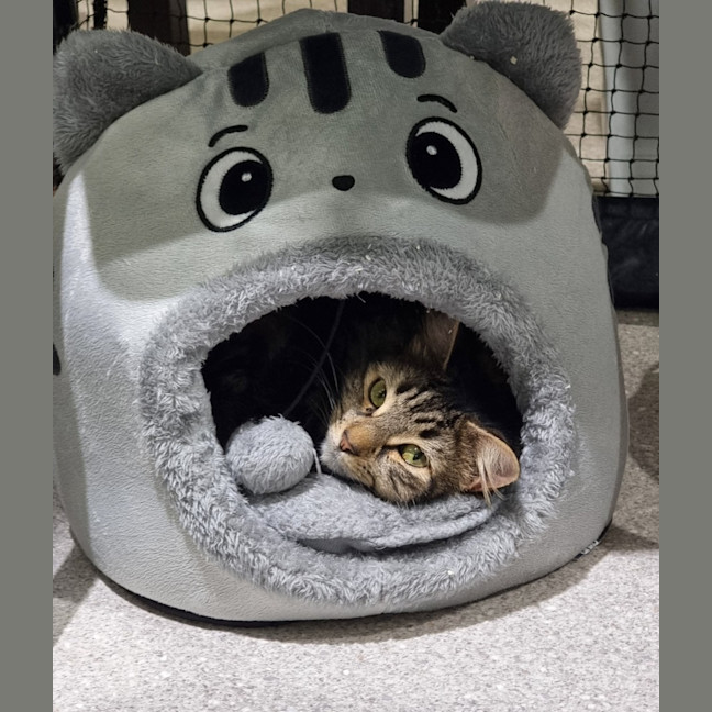 Photo of Inki