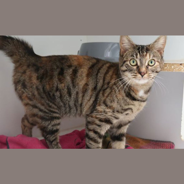 Photo of Taffy