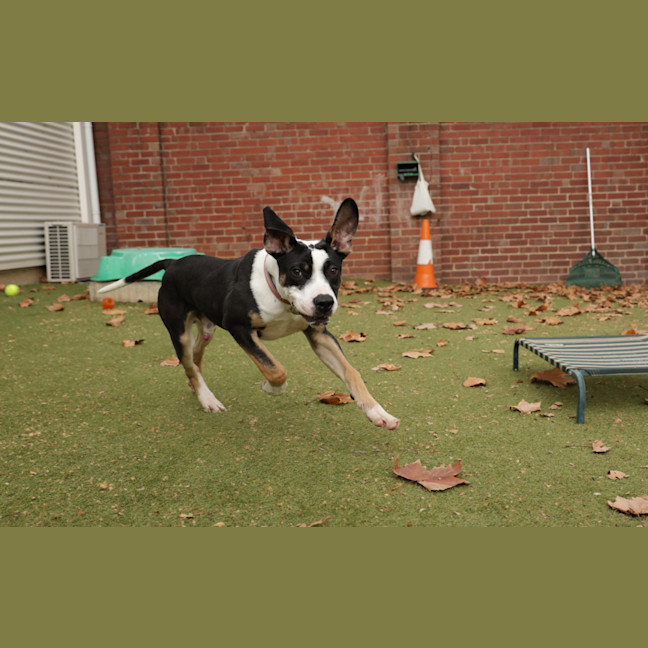 Photo of Pongo