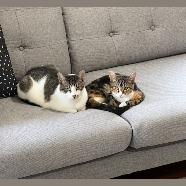 Photo of Wukong And Meiv