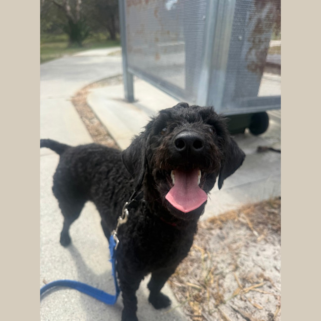 Photo of Hairy Maclary
