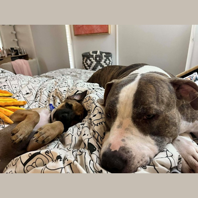 Photo of Athena   10 Week Old Kelpie X