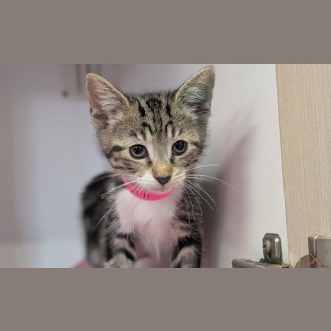 Photo of Polly
