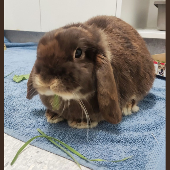 Photo of Hazel