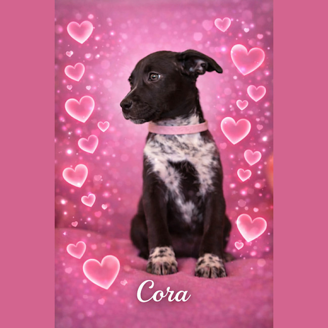 Photo of Cora