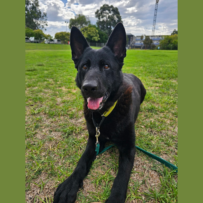 Photo of Ebony