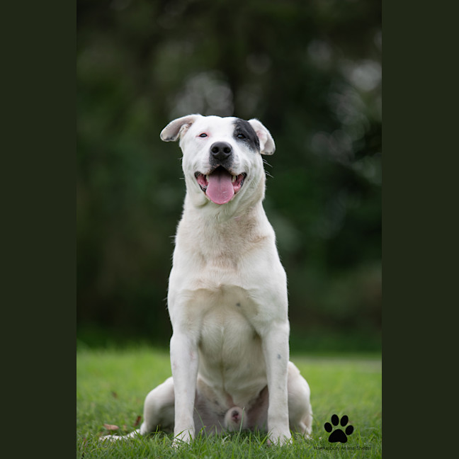 Photo of Pirate