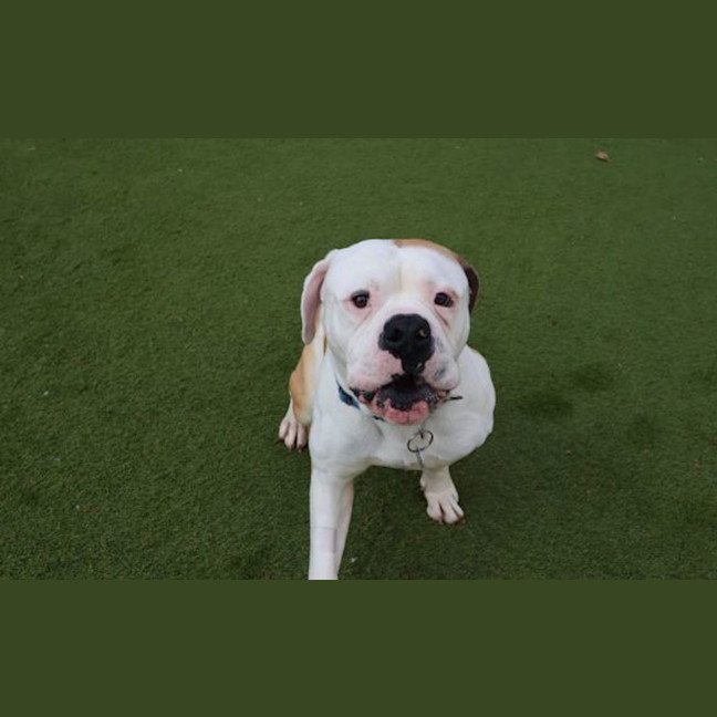 Photo of Mr. Fancy Face 