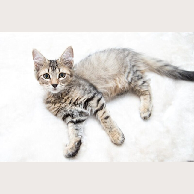 Photo of Pancake