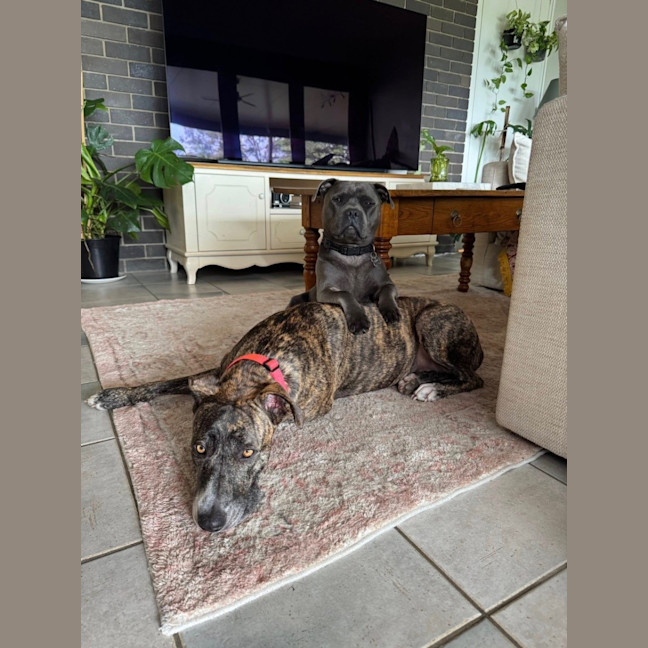 Photo of Maisy *$350 Adoption Fee*