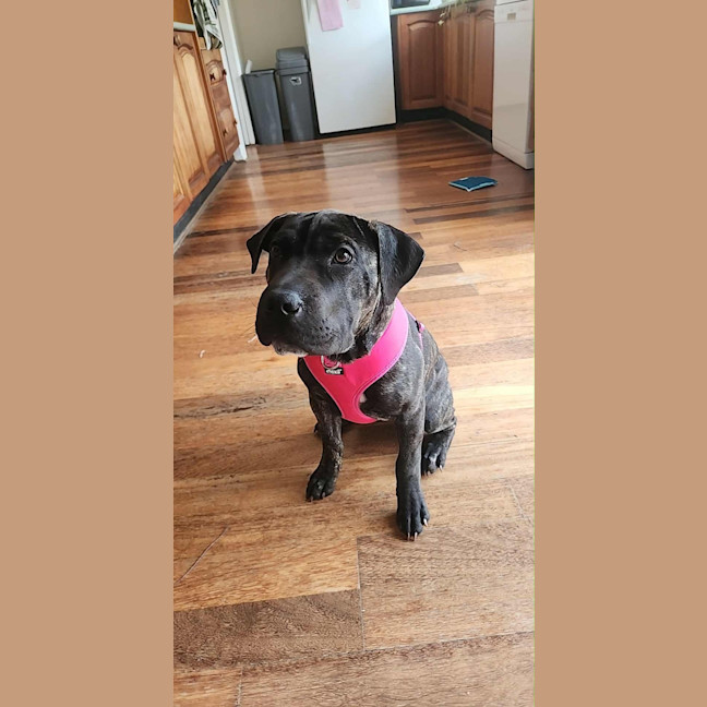 Photo of Sprout   9 Month Old Mastiff X