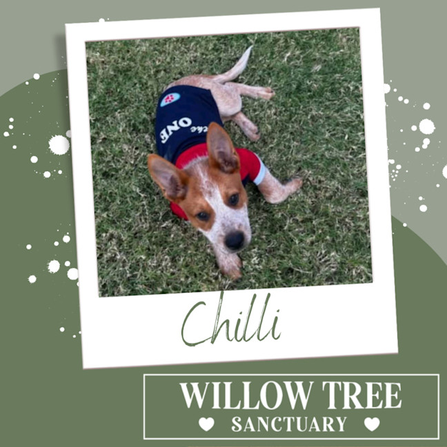 Photo of Chilli