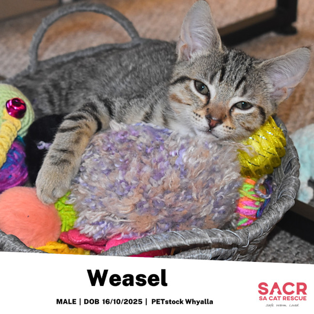 Photo of Weasel