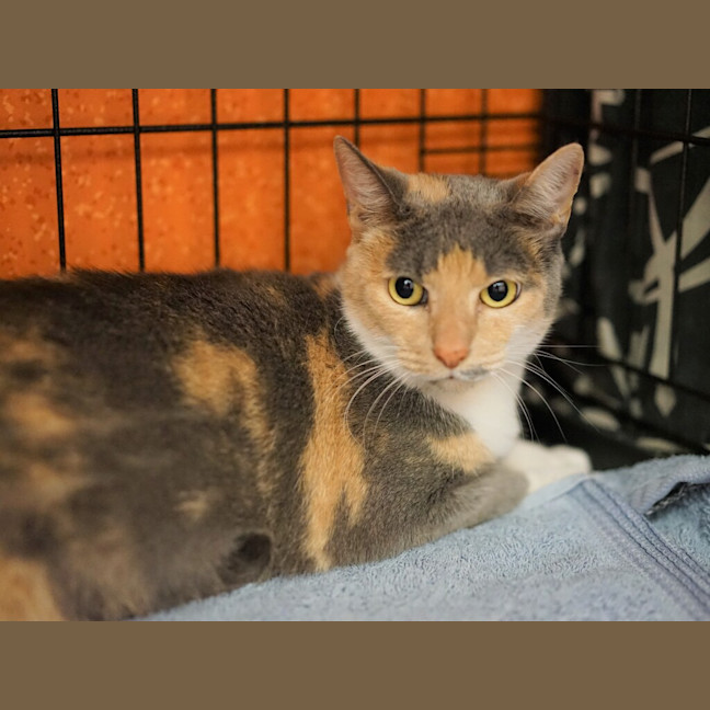 Photo of Crystal 