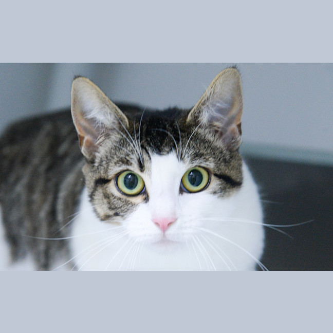 Photo of Mittens