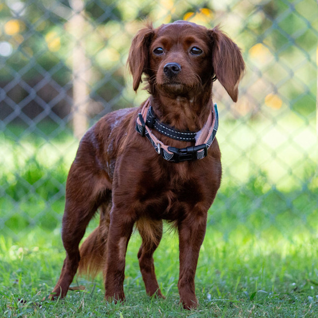 Photo of Maple