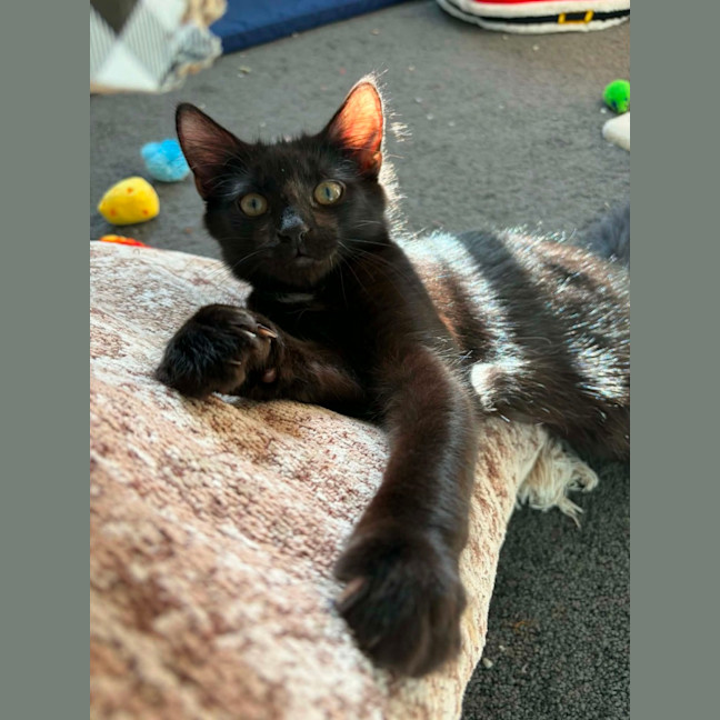 Photo of Tippa & Sooty   4 Month Old Domestic Short Hair