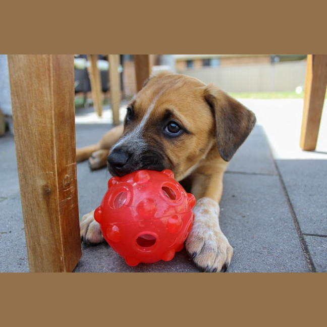 Photo of Billie   8 Week Old Mastiff X (Trial)