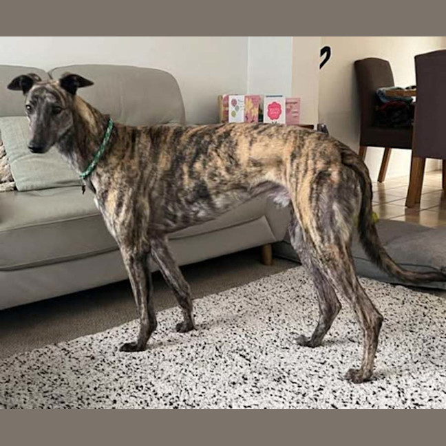 Photo of Tyson, The Greyhound