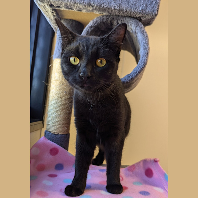 Photo of Archie