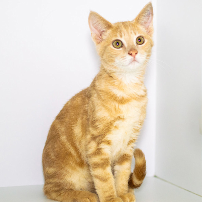 Photo of Miso