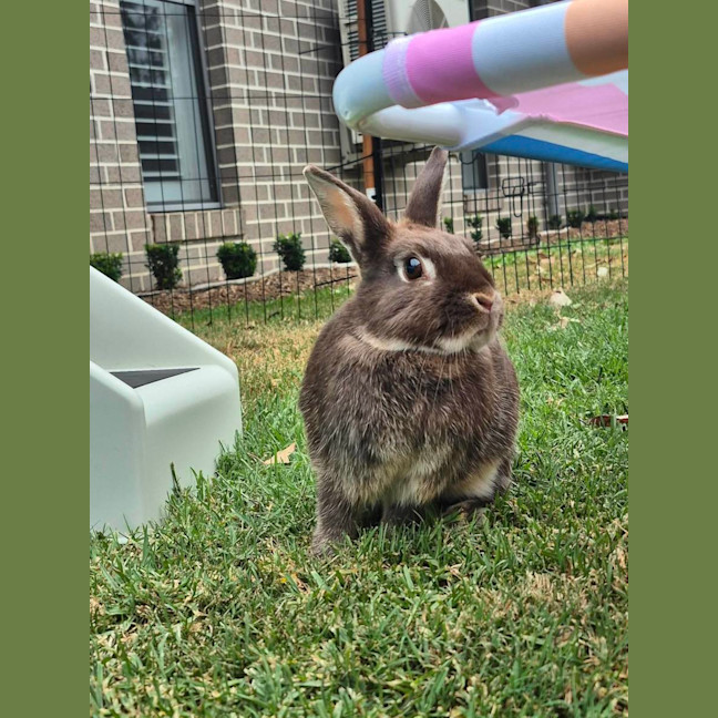 Photo of Olive (W Basil)