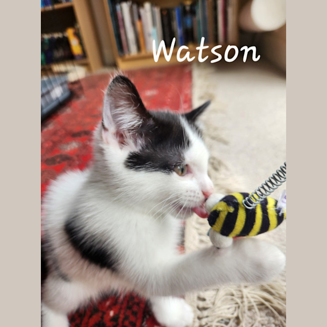 Photo of Watson