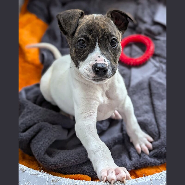 Photo of Milo