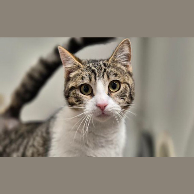 Photo of Peggy Sue 