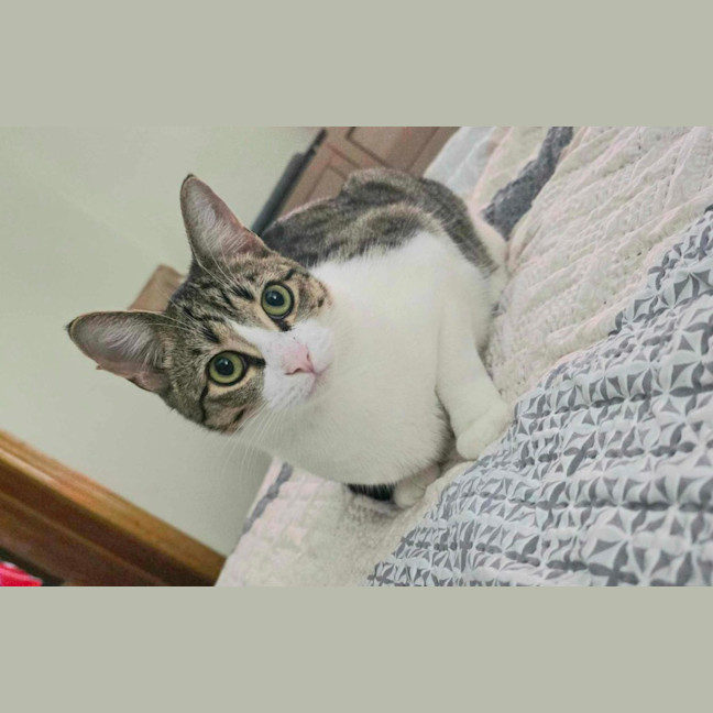 Photo of Skittles