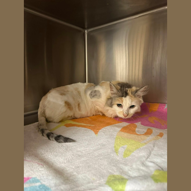 Photo of Save Whisper