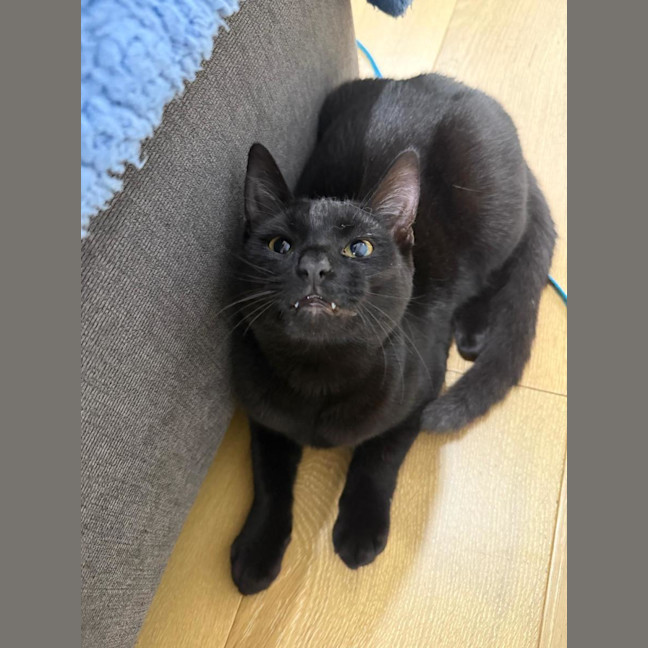 Photo of Domino 
